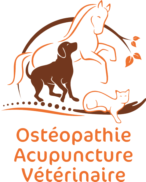 logo veterinaire ost logo Squid Surfboards vente de planches de surf écologiques